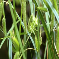 Cyperus Sedge (Carex Pseudocyperus)