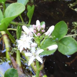 Bog Bean (Menyanthes trifoliata)